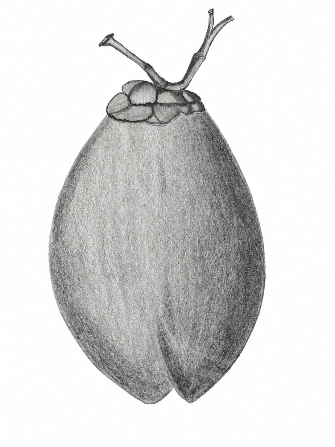Pencil art