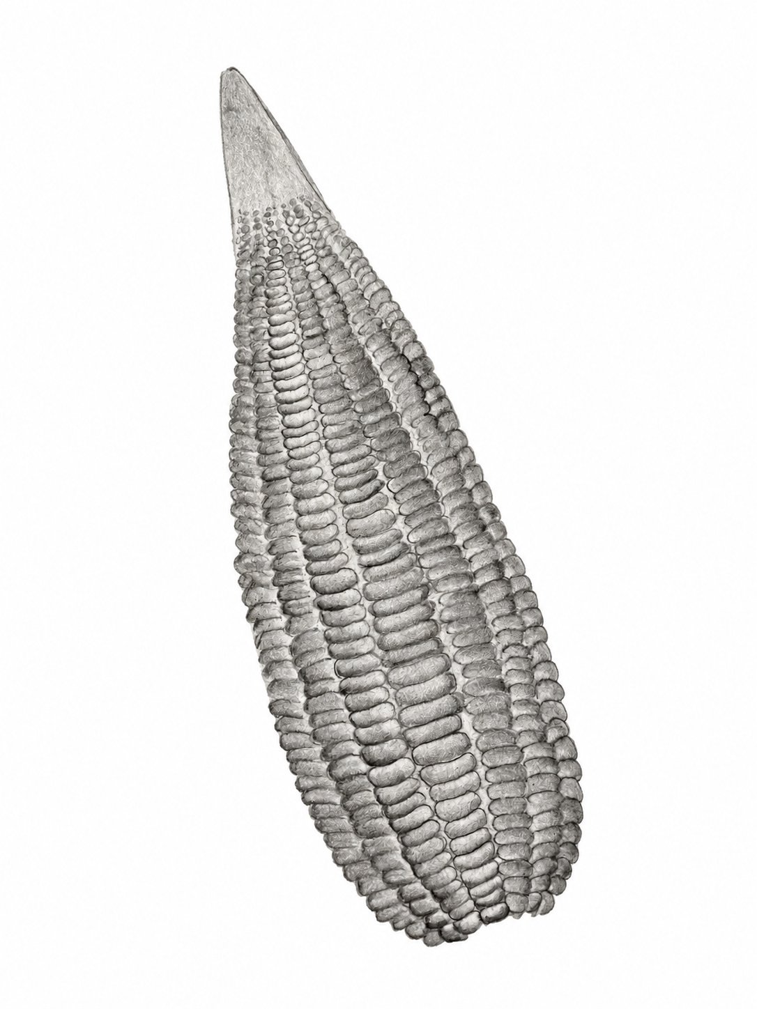 Pencil artwork 19
